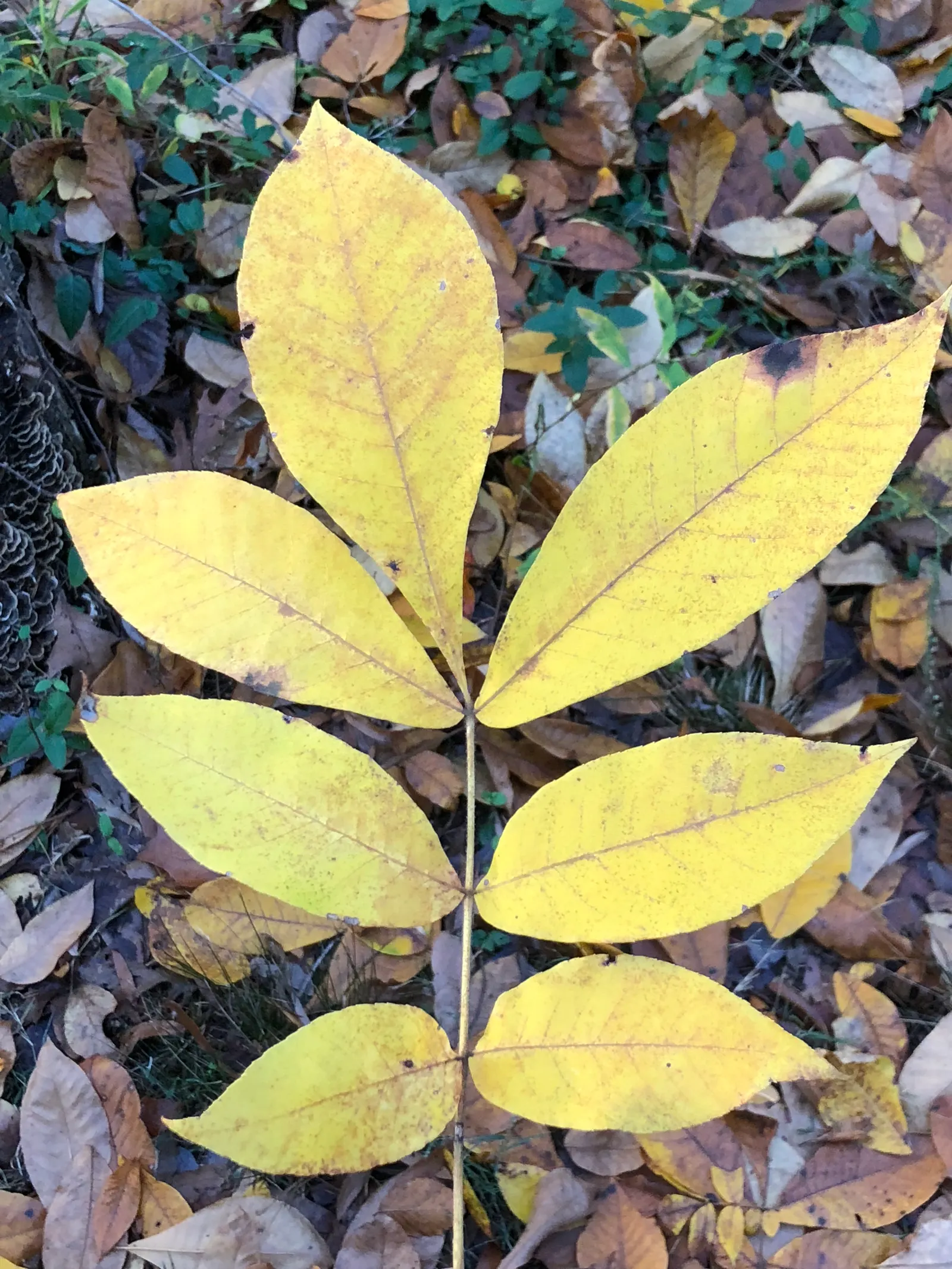 Mockernut (Carya Tomentosa) — It boasts a dense, rounded crown and sturdy, furrowed bark; although the nuts are difficult to crack