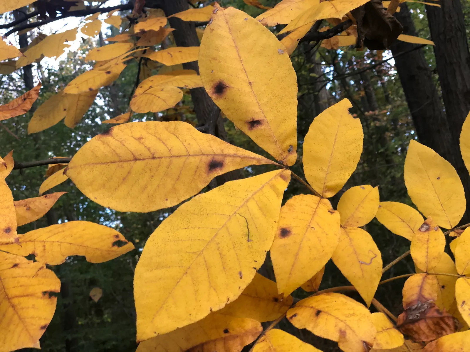 Mockernut (Carya Tomentosa) — In spring, yellow-green catkins complement compound leaves that turn golden in fall