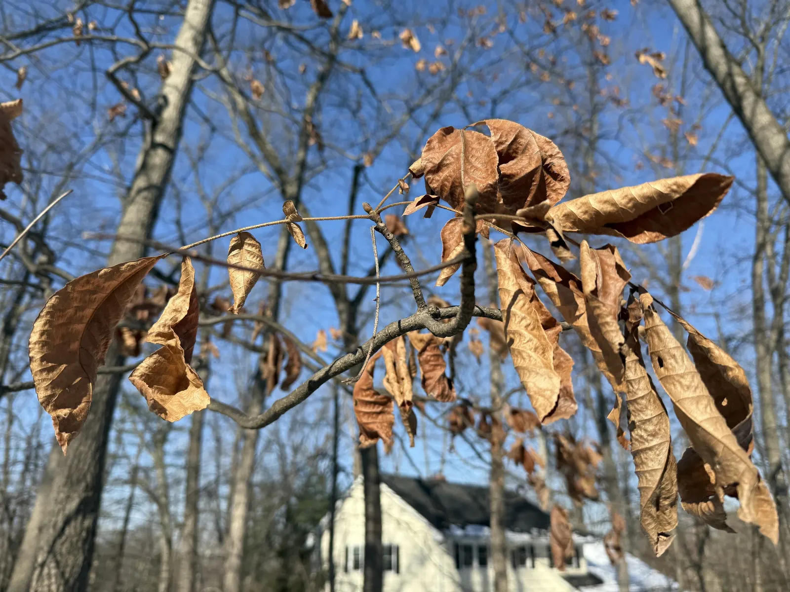 Mockernut (Carya Tomentosa) — providing expansive canopy coverage that spans approximately 30 to 40 feet in width