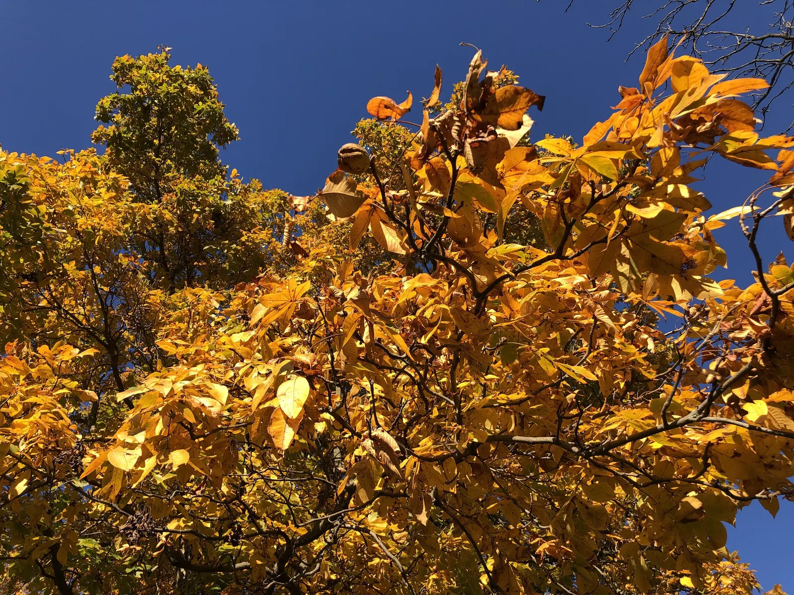 Mockernut (Carya Tomentosa) — scientifically known as Carya tomentosa