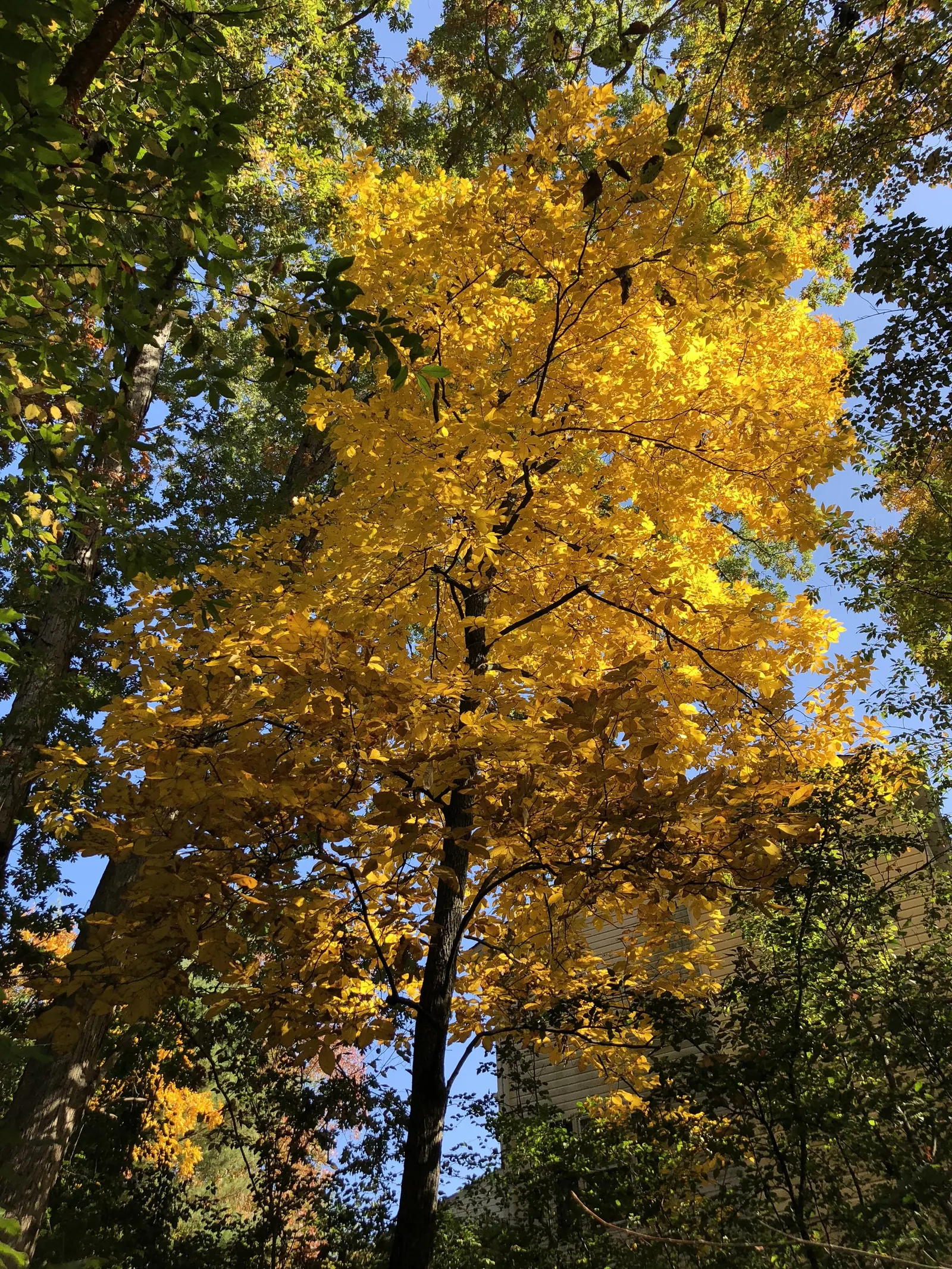 Mockernut (Carya Tomentosa) — comprising 5 to 9 leaflets with the underside sporting a distinctive pale