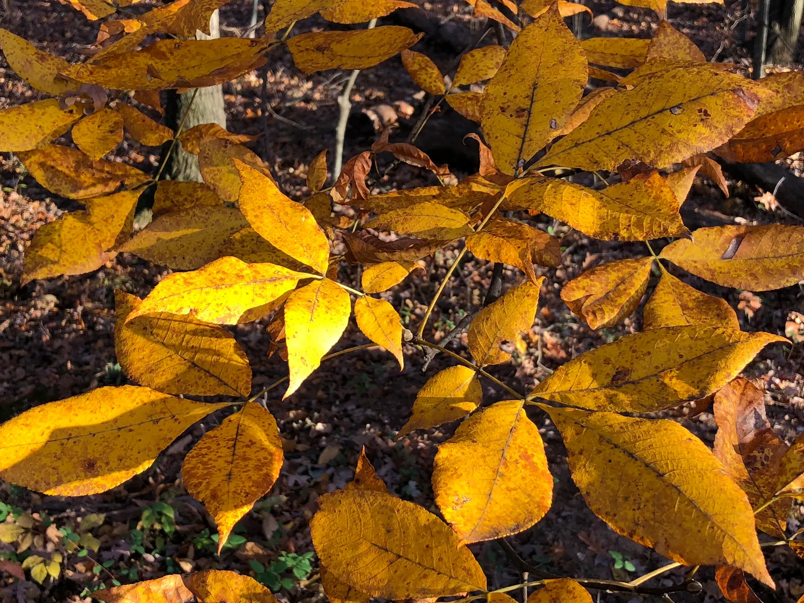Mockernut (Carya Tomentosa) — providing expansive canopy coverage that spans approximately 30 to 40 feet in width; including squirrels and birds