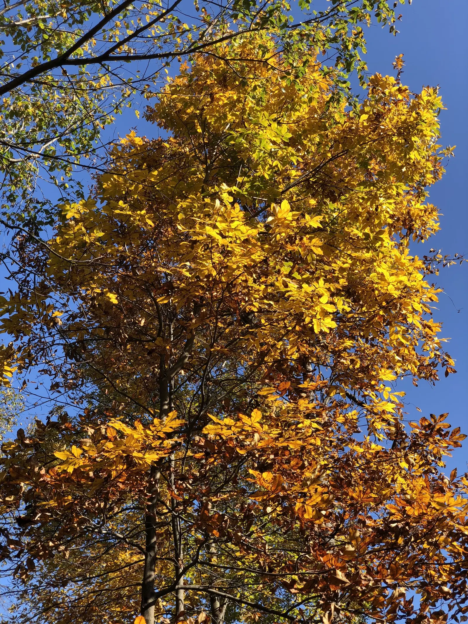 Mockernut (Carya Tomentosa) — enriching the ecosystem of your garden.<br><br>In terms of care