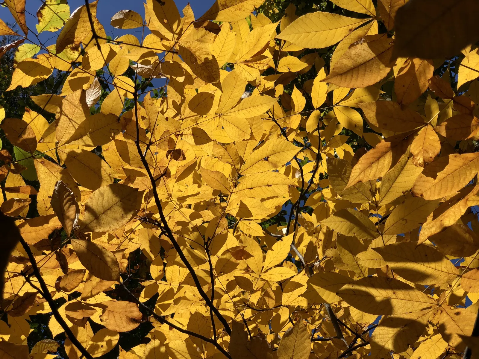 Mockernut (Carya Tomentosa) — scientifically known as Carya tomentosa; they are highly nutritious and desirable to a wide range of wildlife