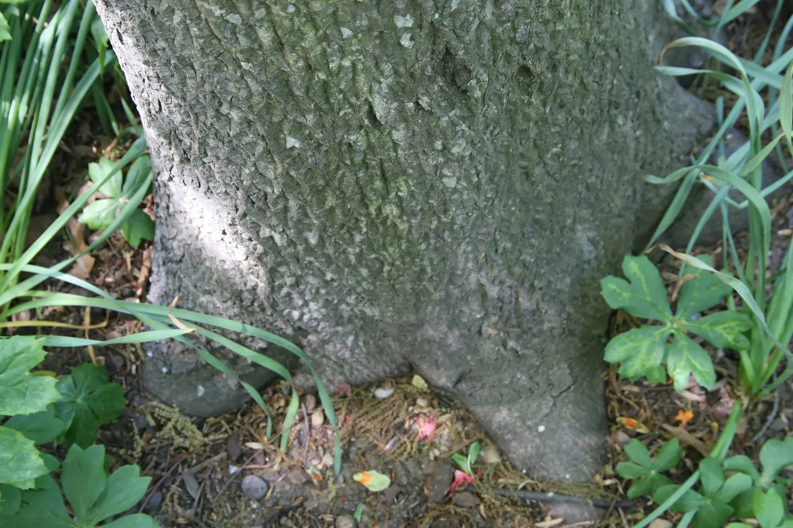 Mockernut (Carya Tomentosa) — deciduous hardwood species native to the Eastern United States; requiring minimal additional irrigation