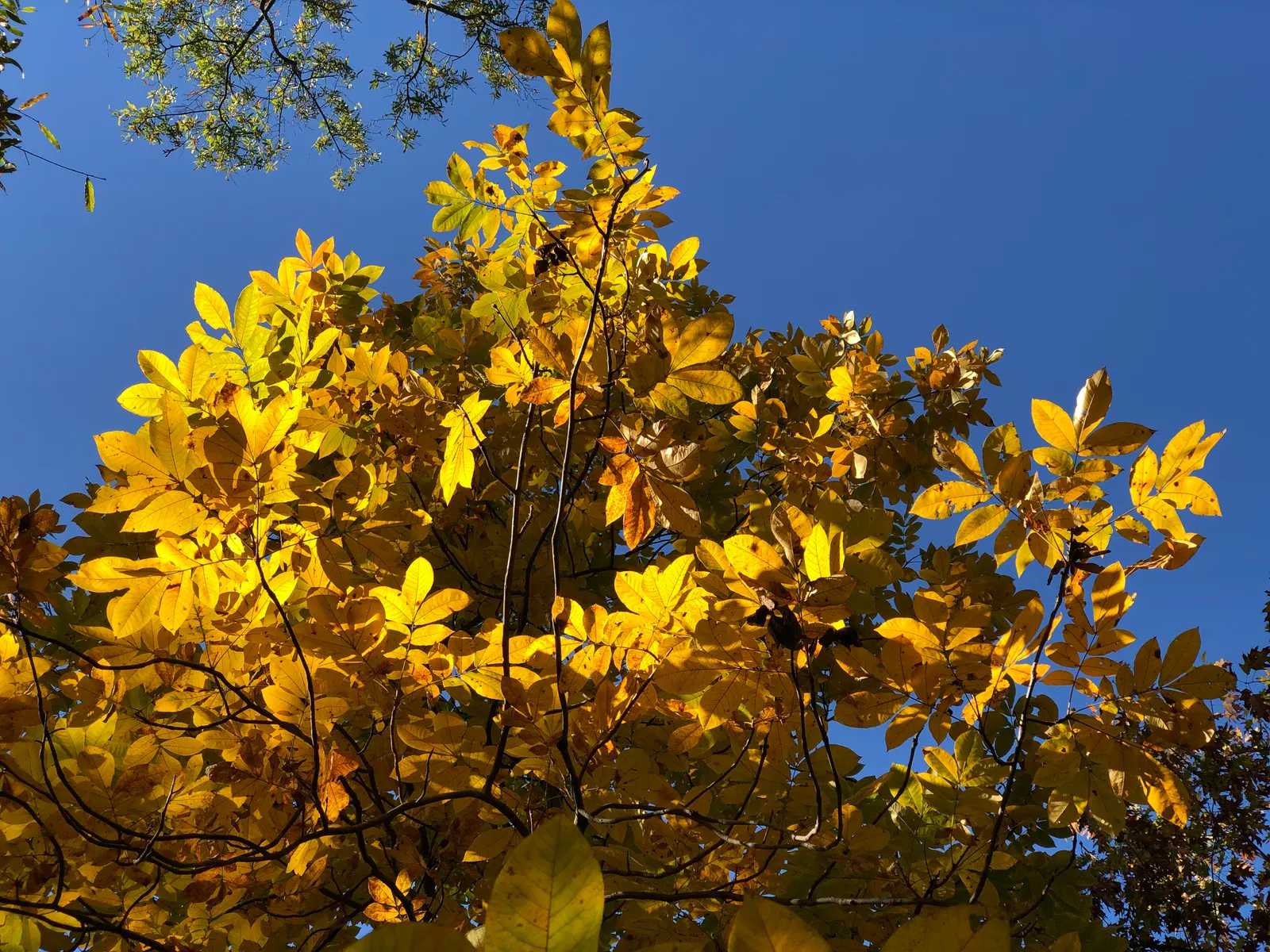 Mockernut (Carya Tomentosa) — with some specimens soaring up to 80 feet