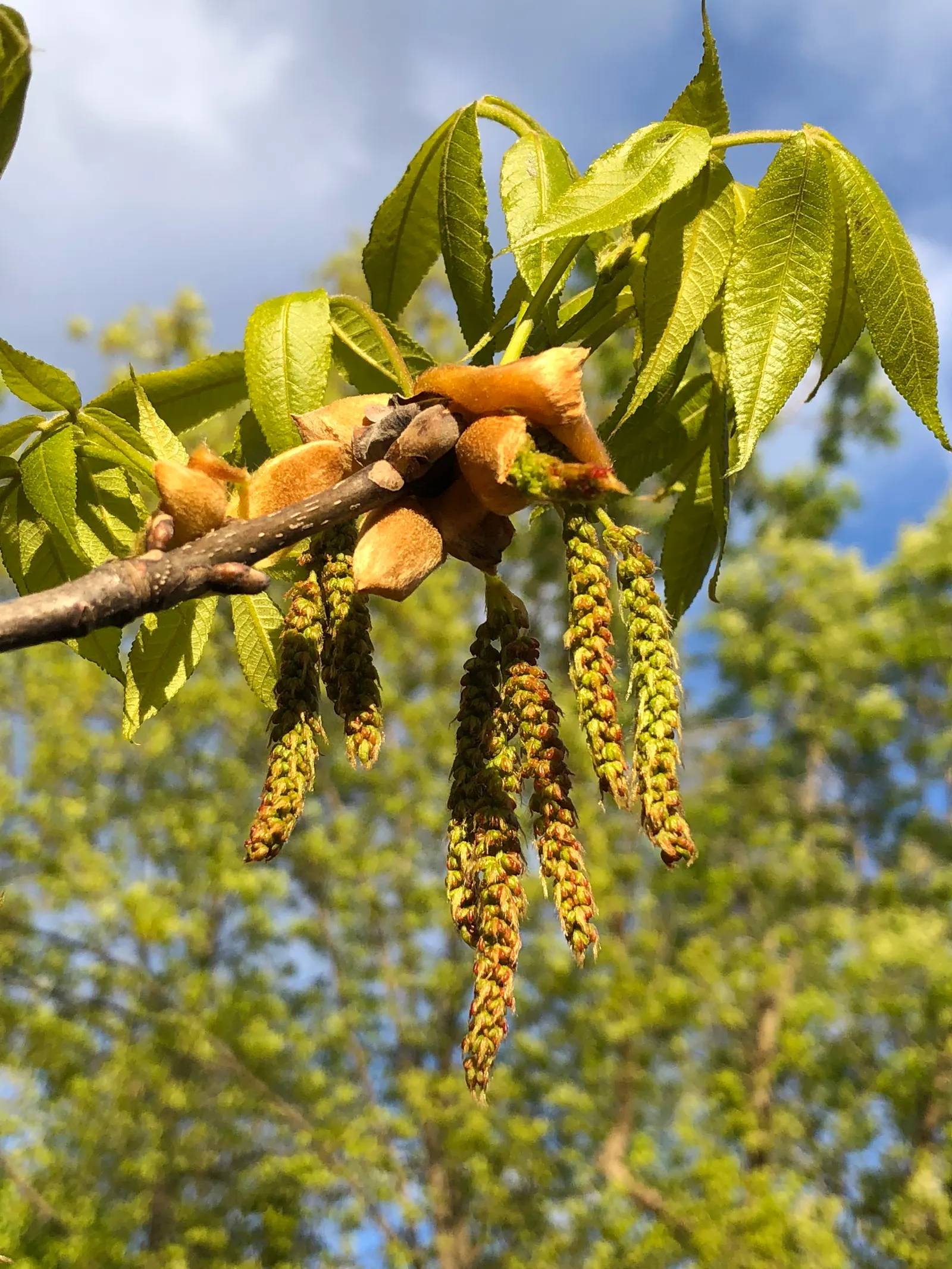 Mockernut (Carya Tomentosa) — is a robust deciduous tree