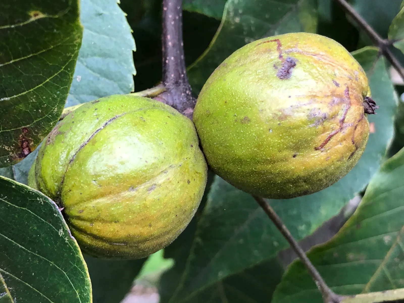 Mockernut (Carya Tomentosa) — deciduous hardwood species native to the Eastern United States
