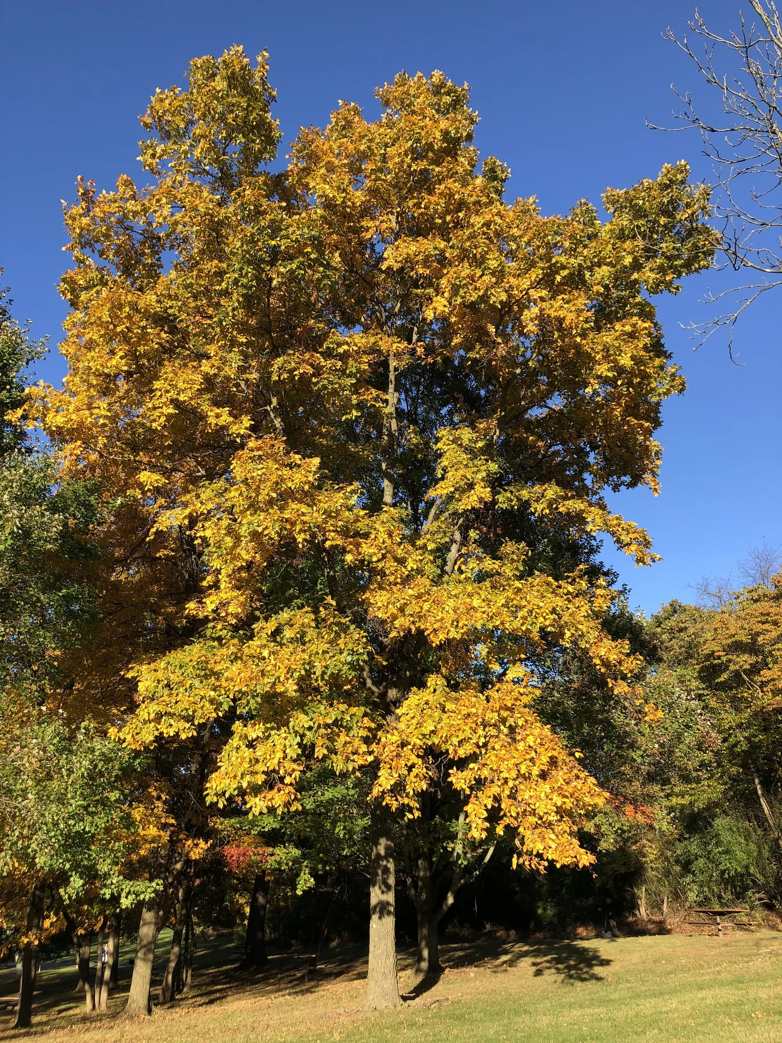 Mockernut (Carya Tomentosa) — spreading crown full of dense foliage; scientifically known as Carya tomentosa