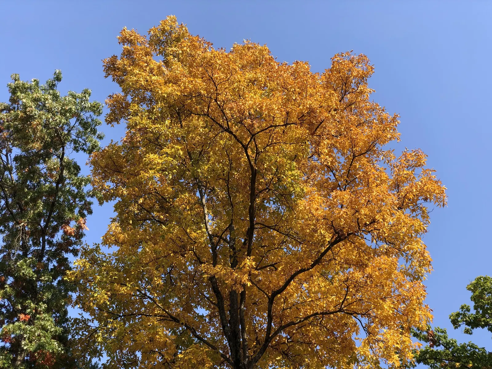 Mockernut (Carya Tomentosa) — This lofty tree reaches impressive heights typically ranging from 50 to 60 feet