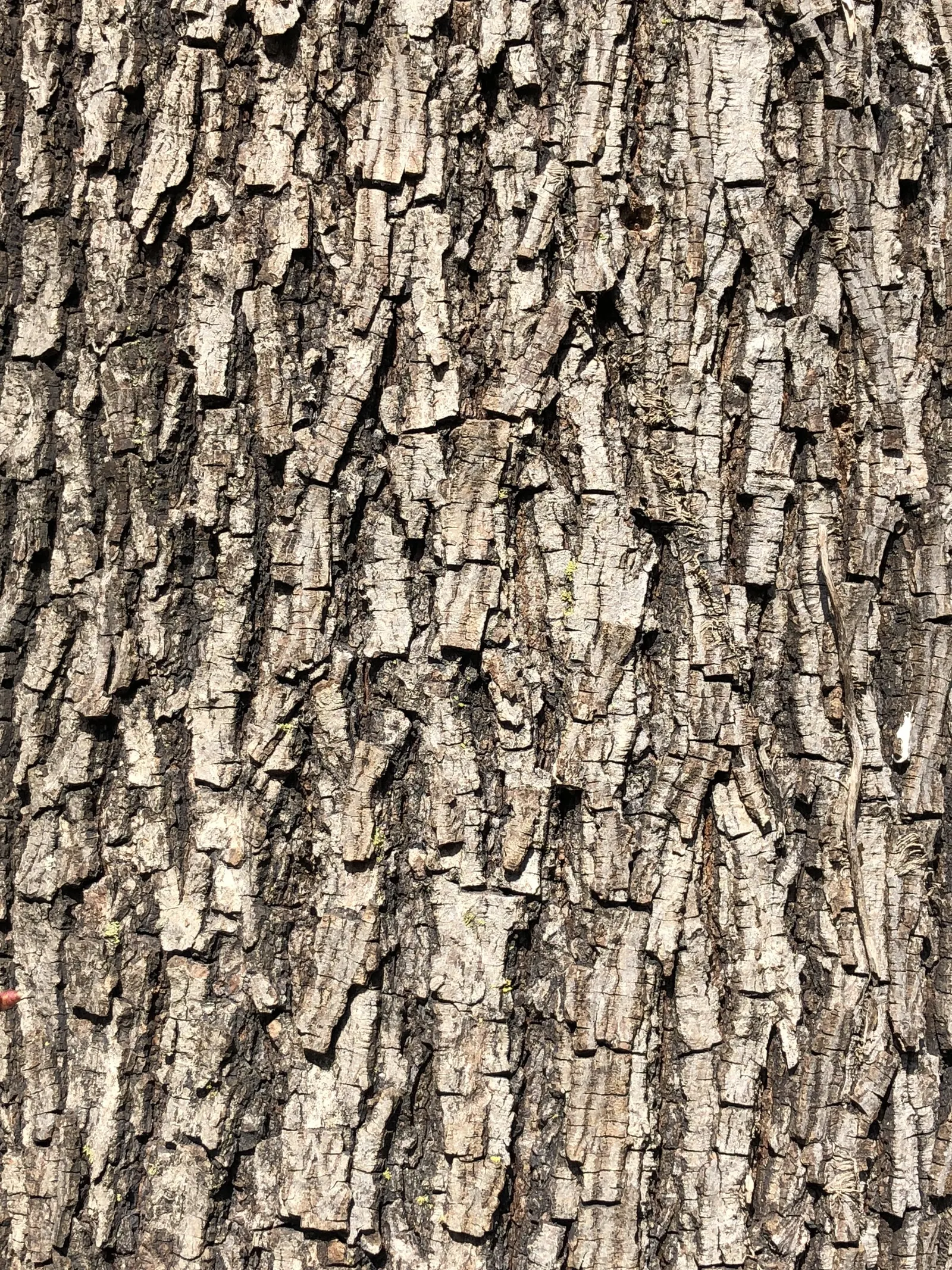 Mockernut (Carya Tomentosa) — the foliage transforms into a vibrant display of golden-yellow