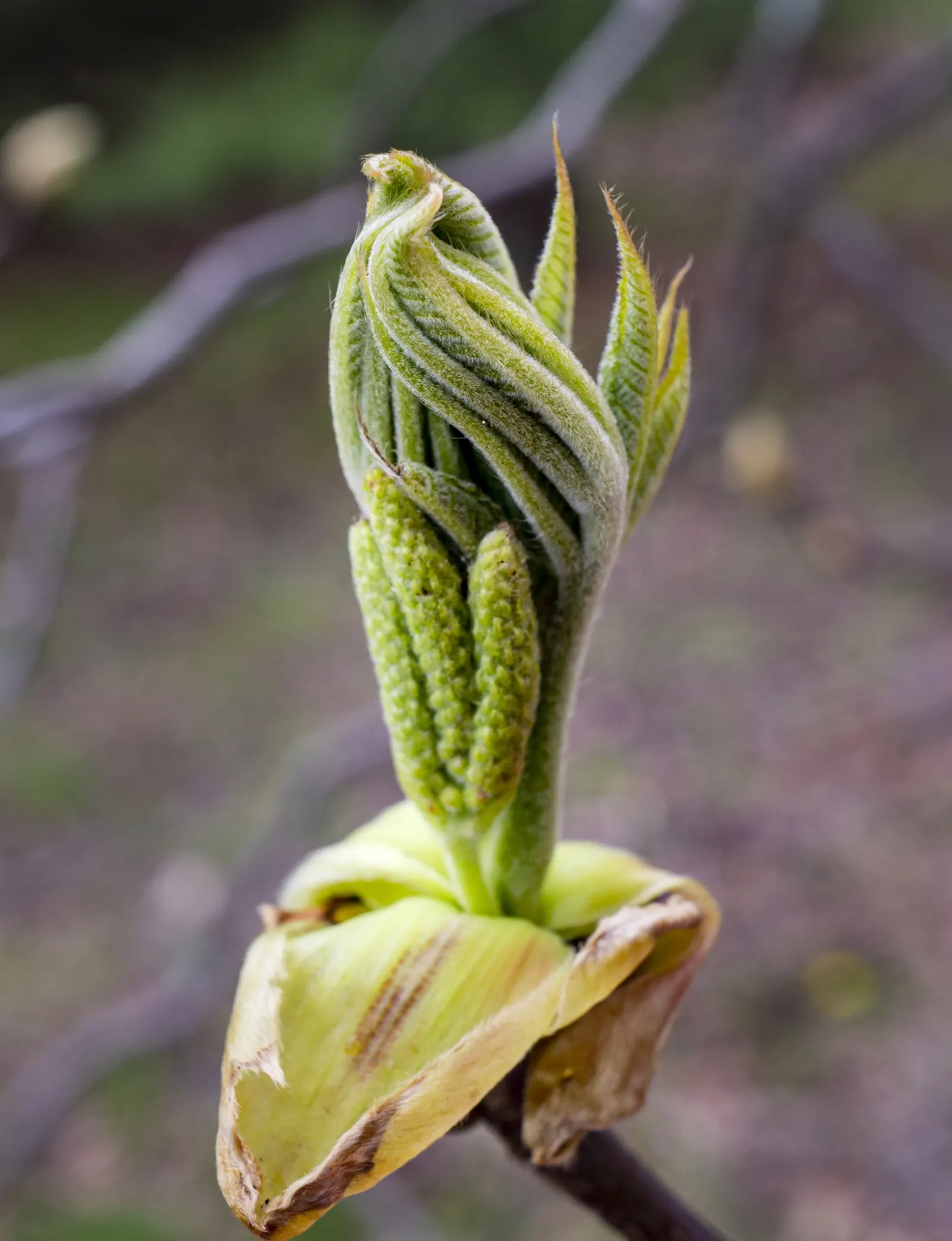 Mockernut (Carya Tomentosa) — Hardy in zones 5-9, it is drought-resistant once established, providing valuable wildlife sustenance