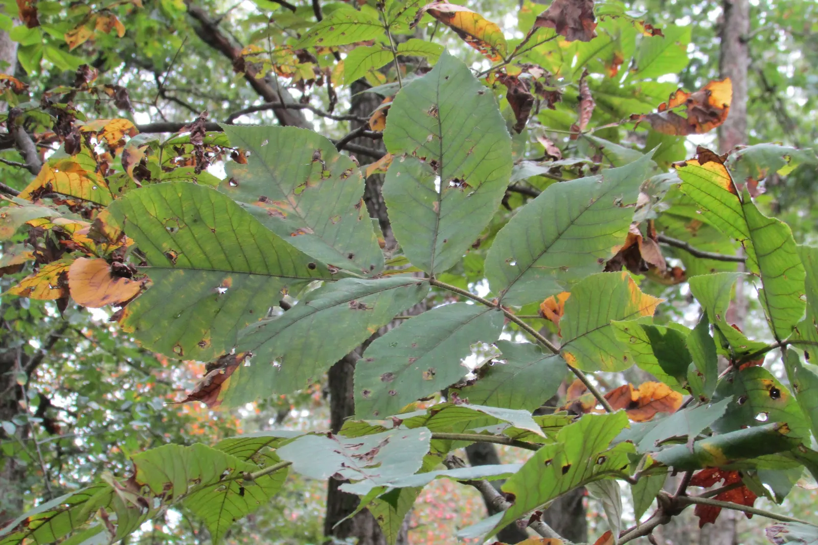 Mockernut (Carya Tomentosa) — comprising 5 to 9 leaflets with the underside sporting a distinctive pale; enriching the ecosystem of your garden.<br><br>In