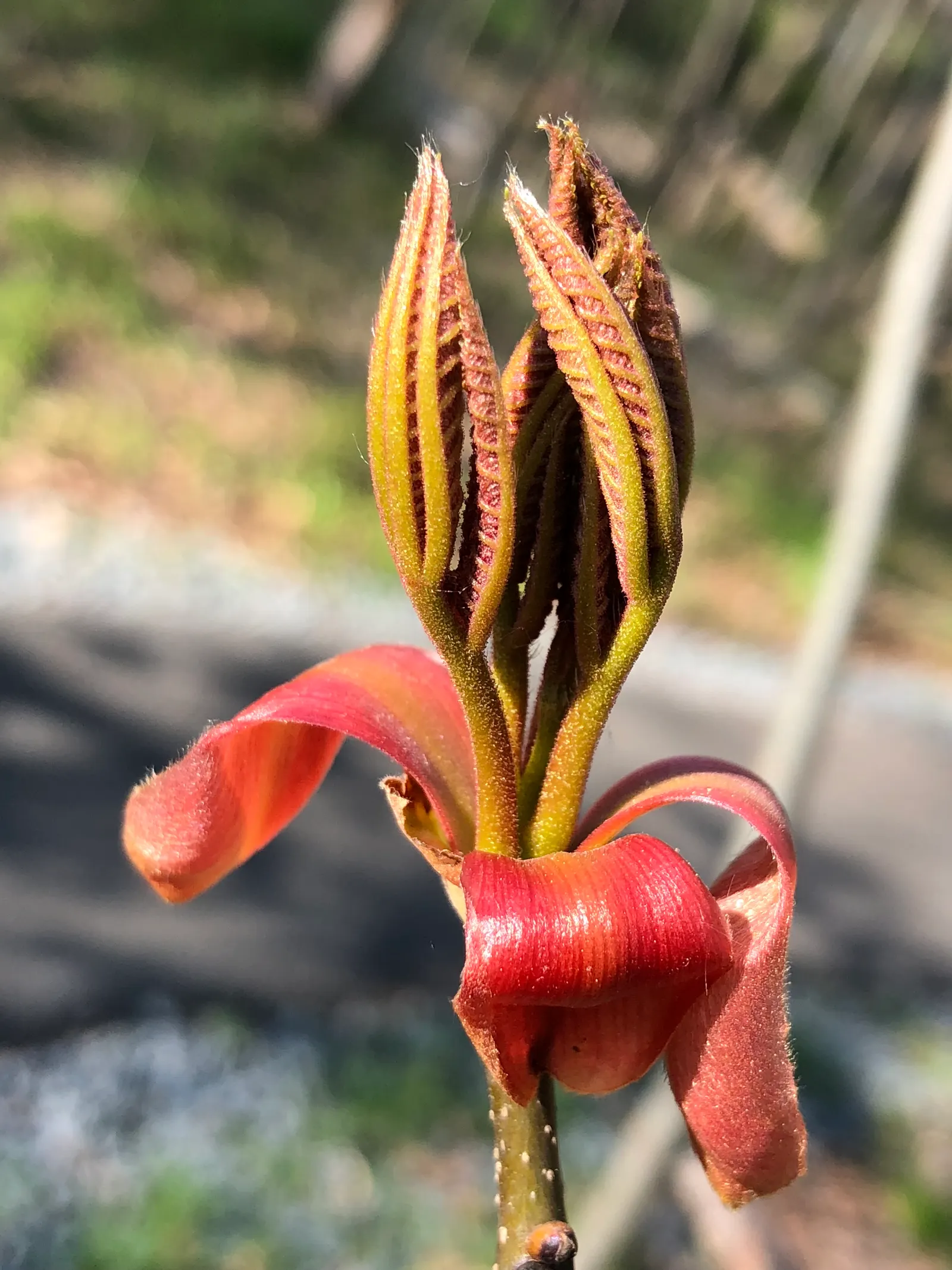 Mockernut (Carya Tomentosa) — which vary from 8 to 12 inches in length, image 41