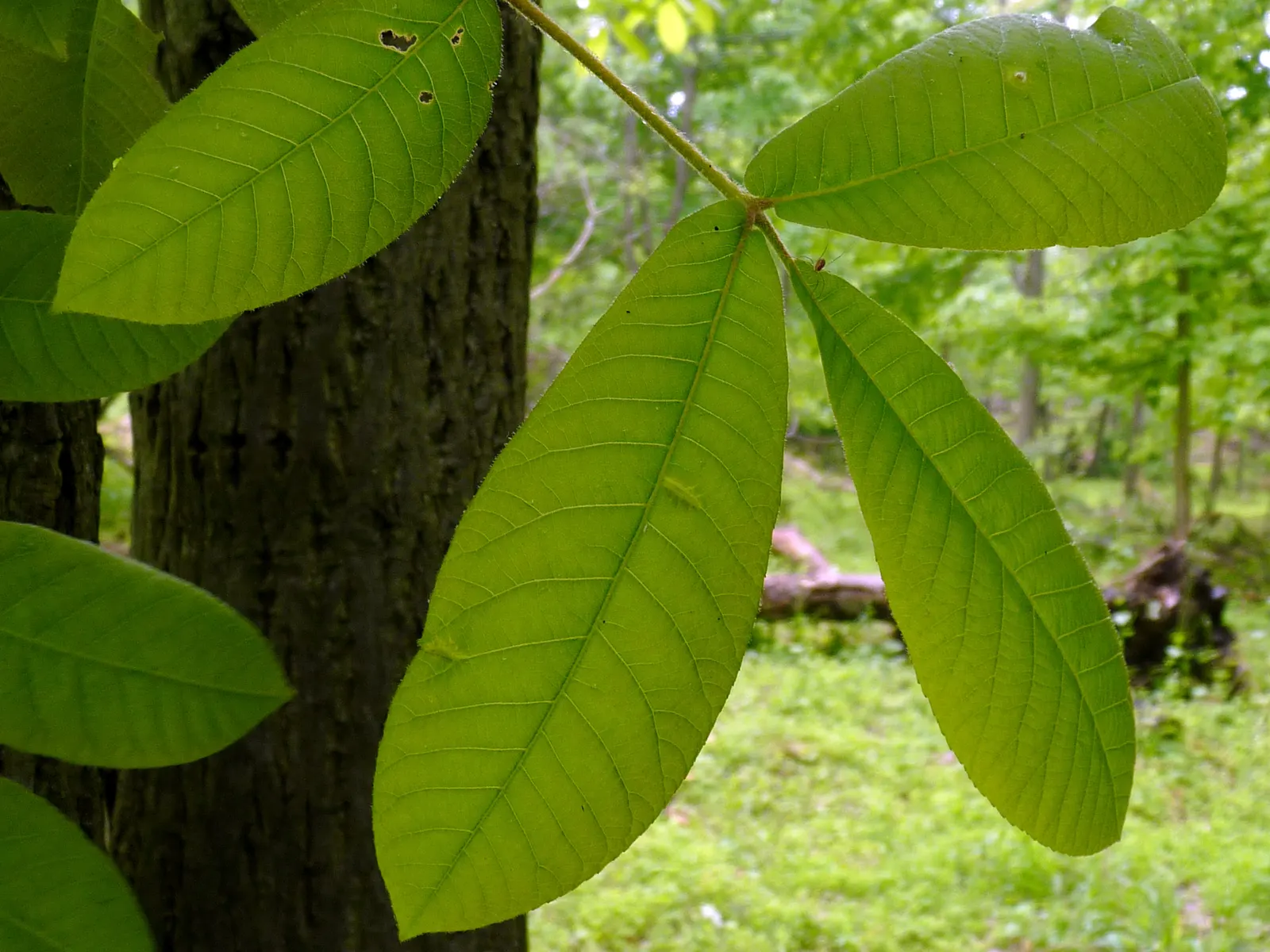 Mockernut (Carya Tomentosa) — they are highly nutritious and desirable to a wide range of wildlife