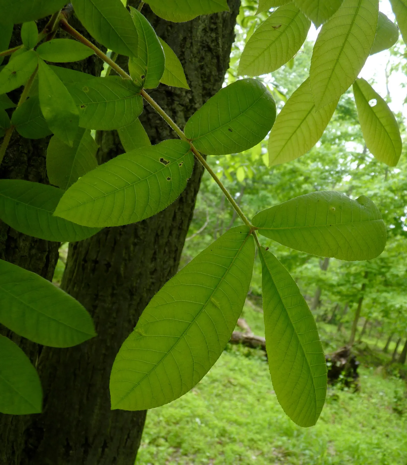 Mockernut (Carya Tomentosa) — the Mockernut Hickory is relatively low maintenance