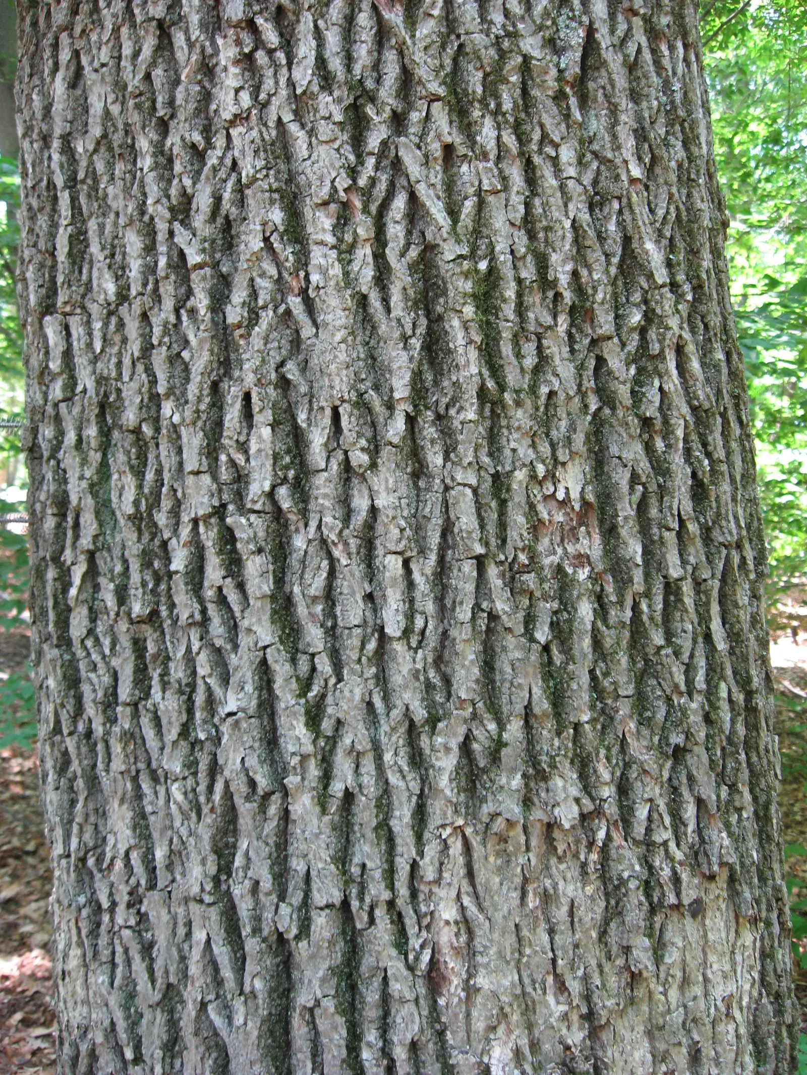 Mockernut (Carya Tomentosa) — fuzzy texture that is soft to the touch