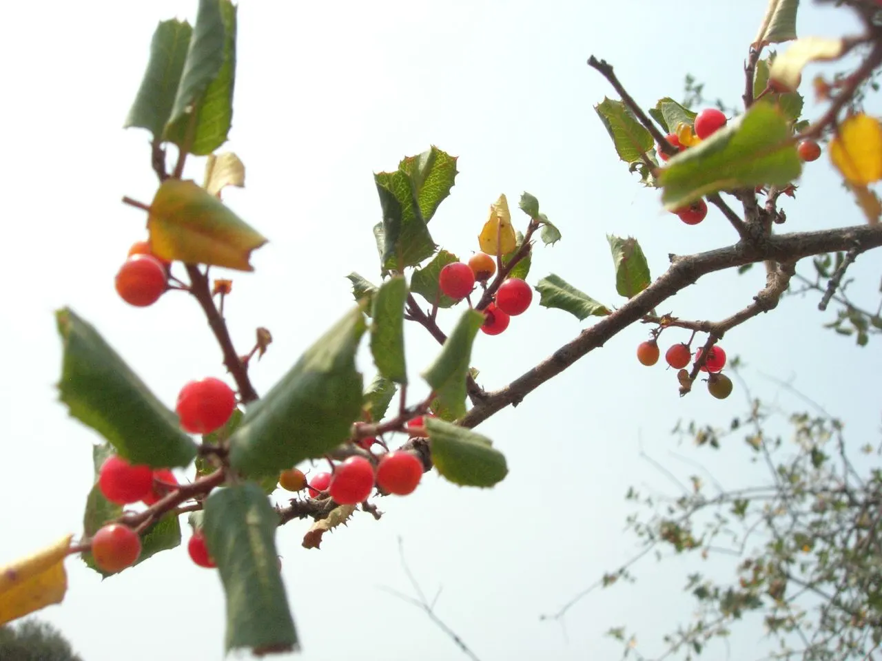 Hollyleaf Redberry (Rhamnus Ilicifolia) — green aesthetic to landscapes