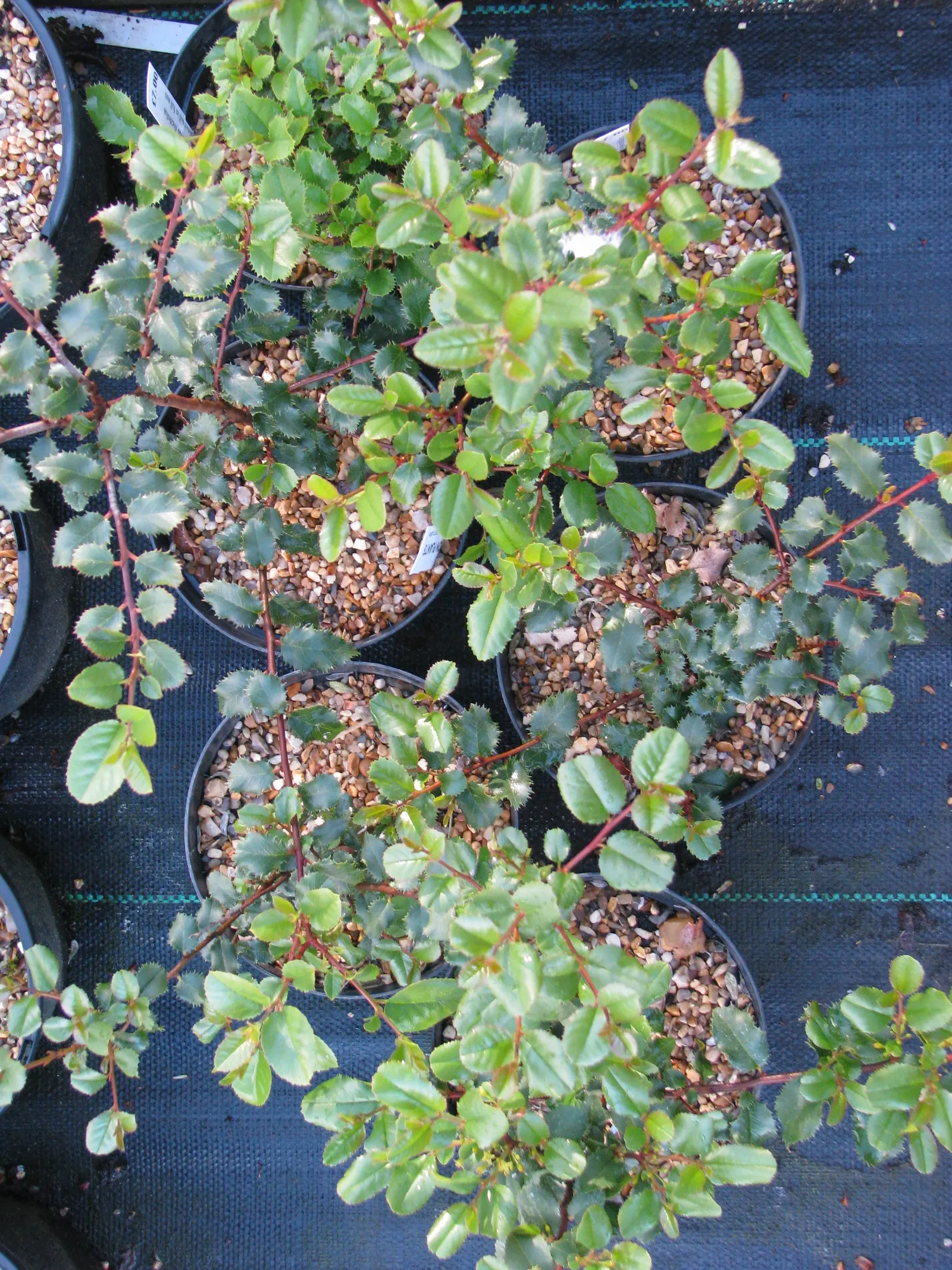 Hollyleaf Redberry (Rhamnus Ilicifolia) — This drought-tolerant and adaptable plant attracts birds while providing a robust