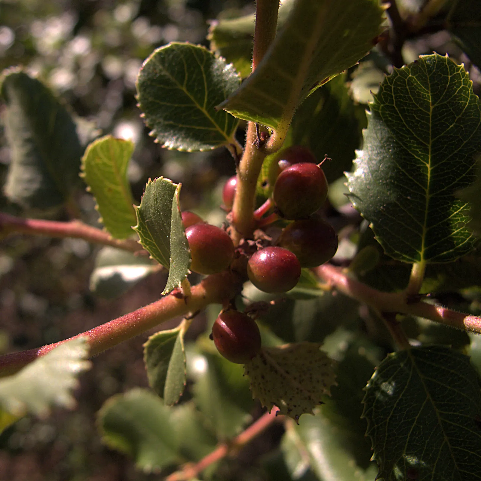 Hollyleaf Redberry (Rhamnus Ilicifolia) — Hollyleaf Redberry (Rhamnus ilicifolia) is an evergreen shrub native to California, thriving in U.S