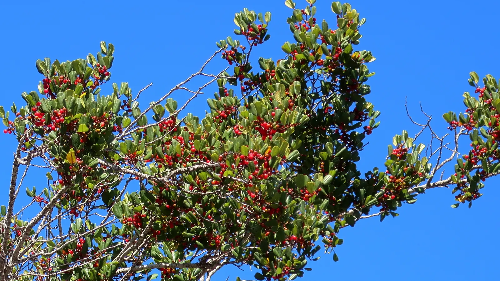 Hollyleaf Redberry (Rhamnus Ilicifolia) — it prefers full to partial sun