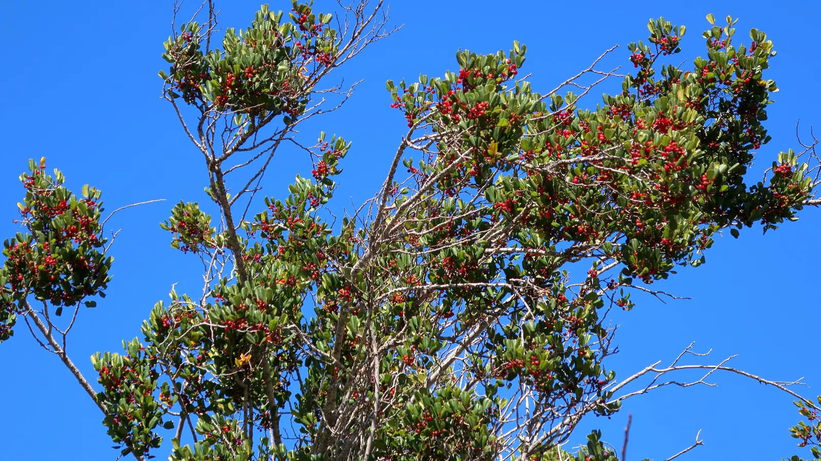 Hollyleaf Redberry (Rhamnus Ilicifolia) — with low to moderate water requirements
