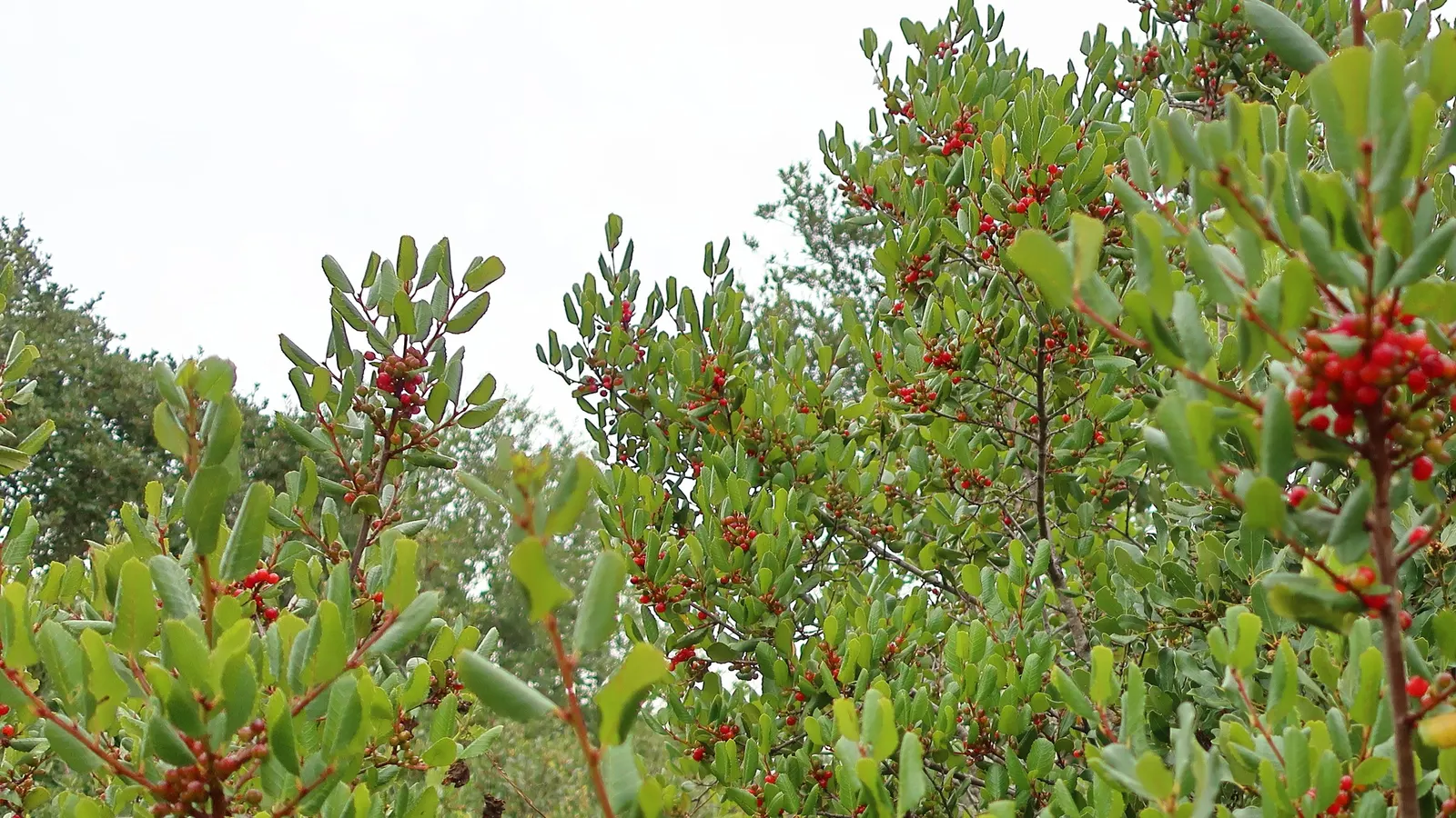 Hollyleaf Redberry (Rhamnus Ilicifolia) — Mature at 3-10 feet in height and 6-12 feet in width