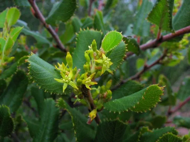 Hollyleaf Redberry (Rhamnus Ilicifolia) — It features leathery, holly-like leaves and bears small, red spherical berries