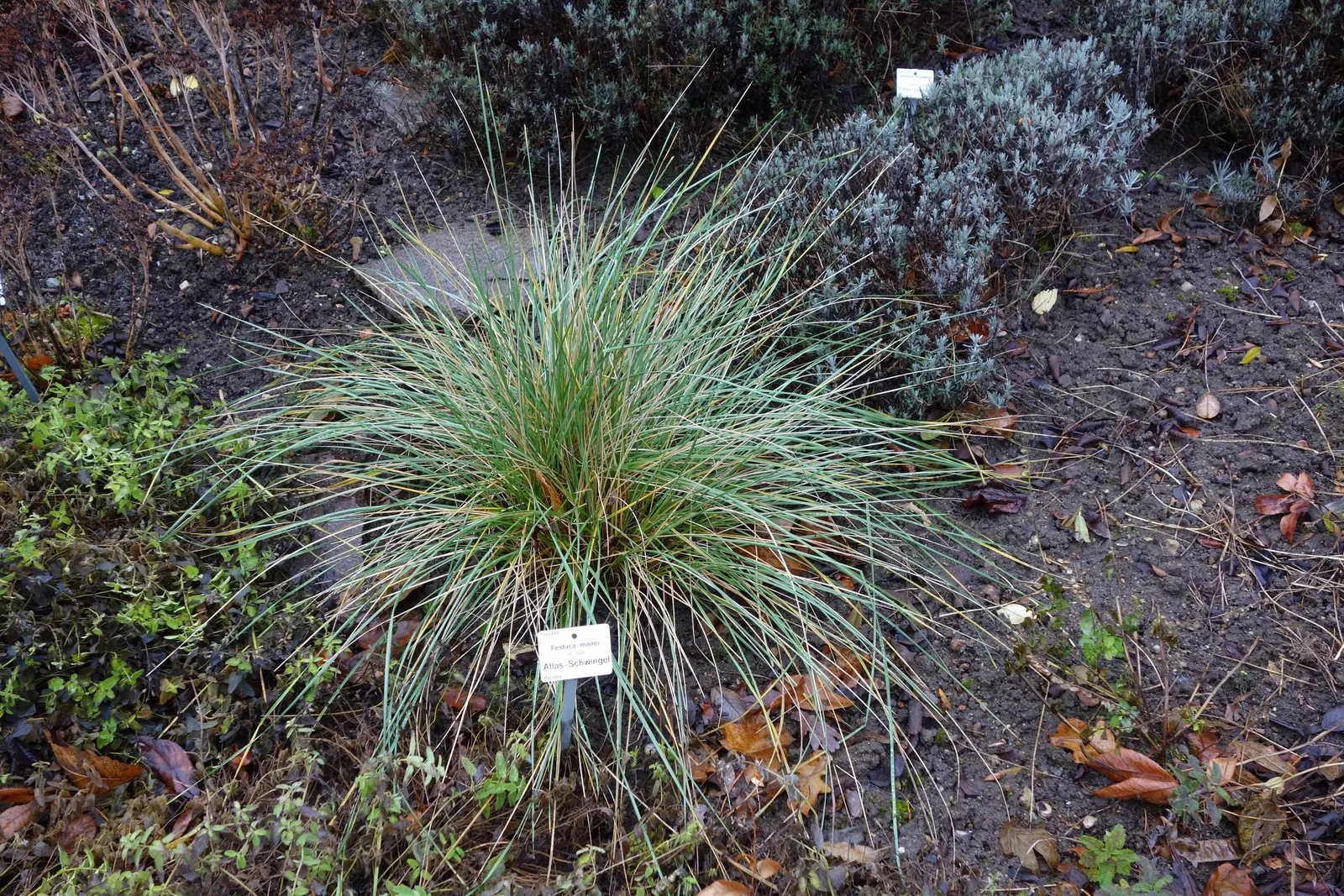 Atlas Fescue (Festuca mairei) — arching green-blue foliage
