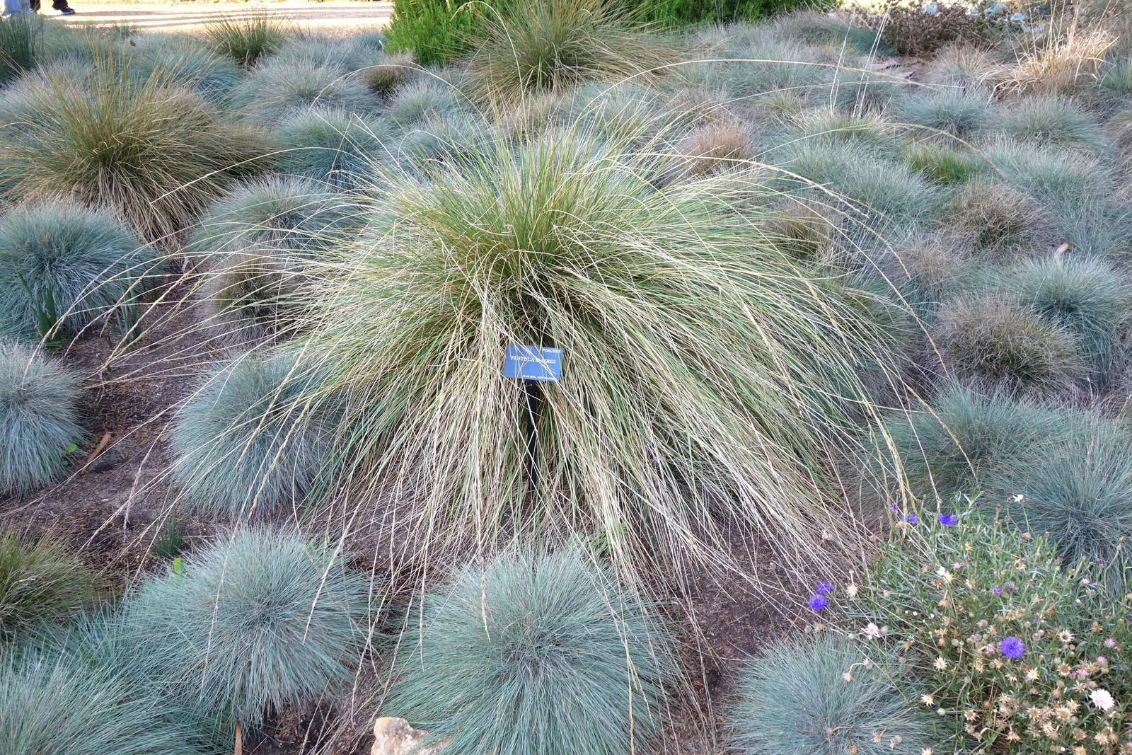 Atlas Fescue (Festuca mairei) — Atlas Fescue (Festuca mairei) is a robust ornamental grass