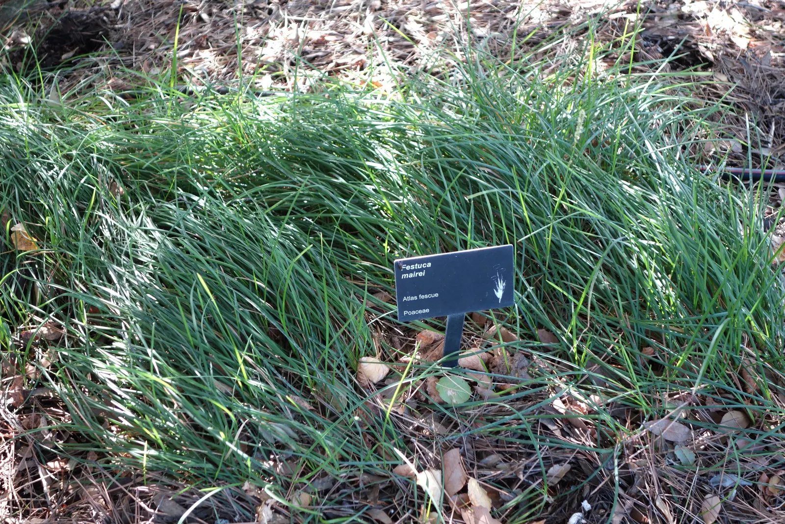 Atlas Fescue (Festuca mairei) — This low-maintenance perennial thrives in full sun to partial shade and adapts well to dry conditions