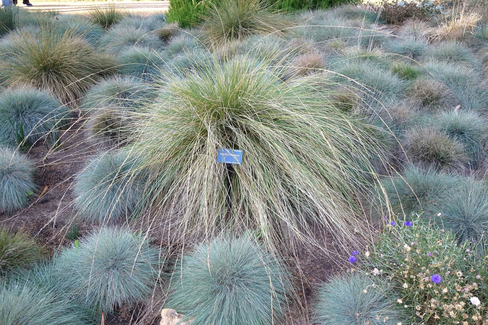 Atlas Fescue (Festuca mairei) — scientifically known as Festuca mairei