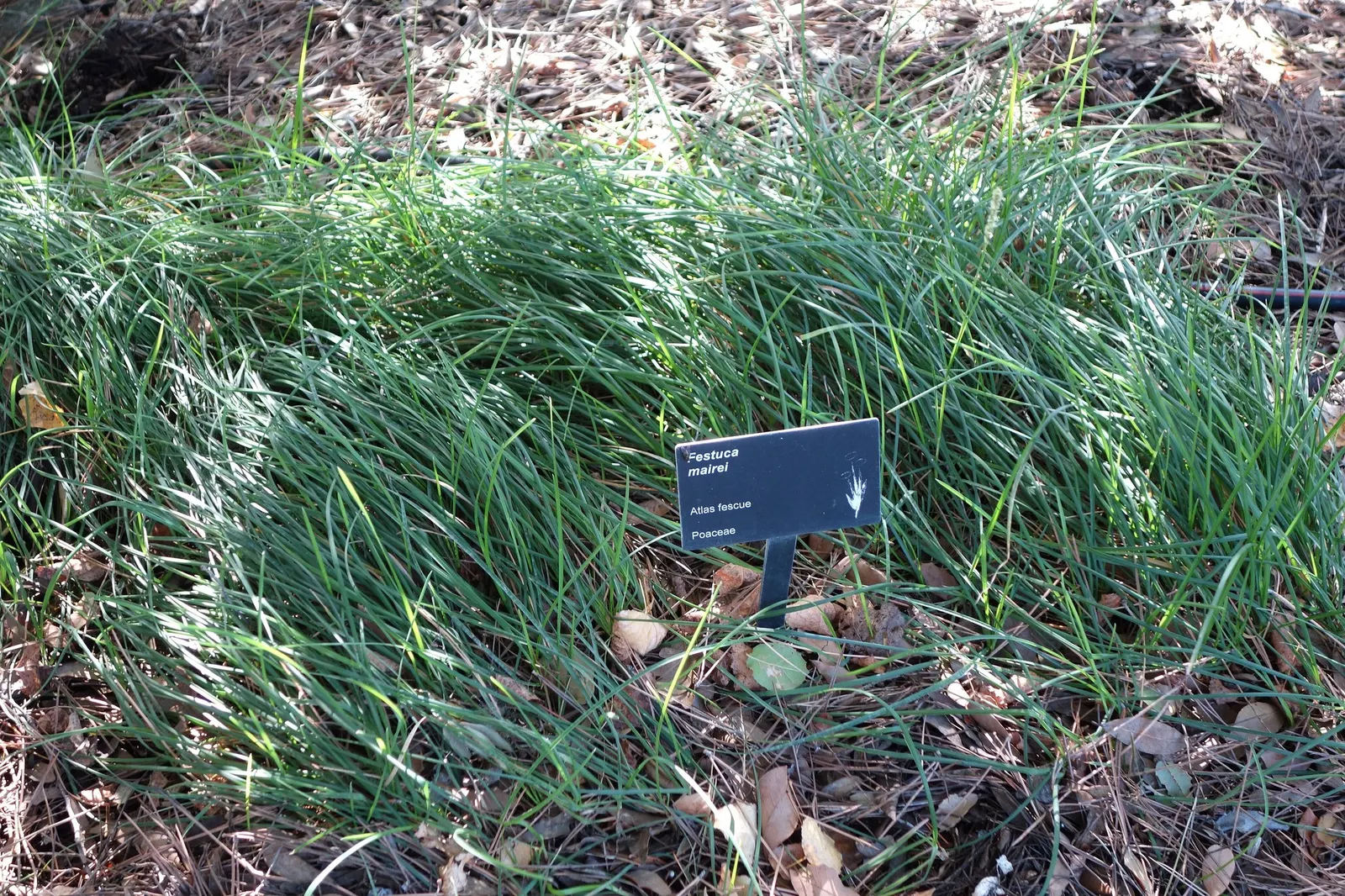 Atlas Fescue (Festuca mairei) — it complements mixed borders and provides serene movement with its feathery flower heads in the summer breeze