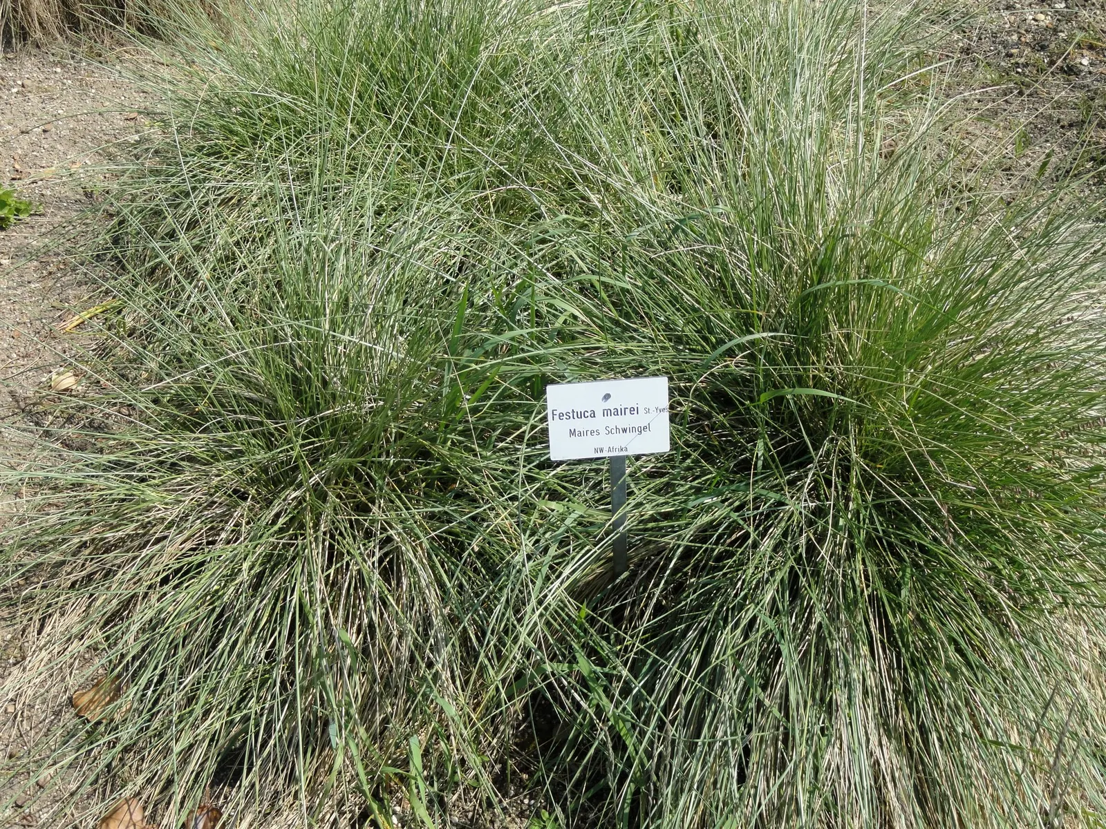 Atlas Fescue (Festuca mairei) — stands as a regal and drought-tolerant grass