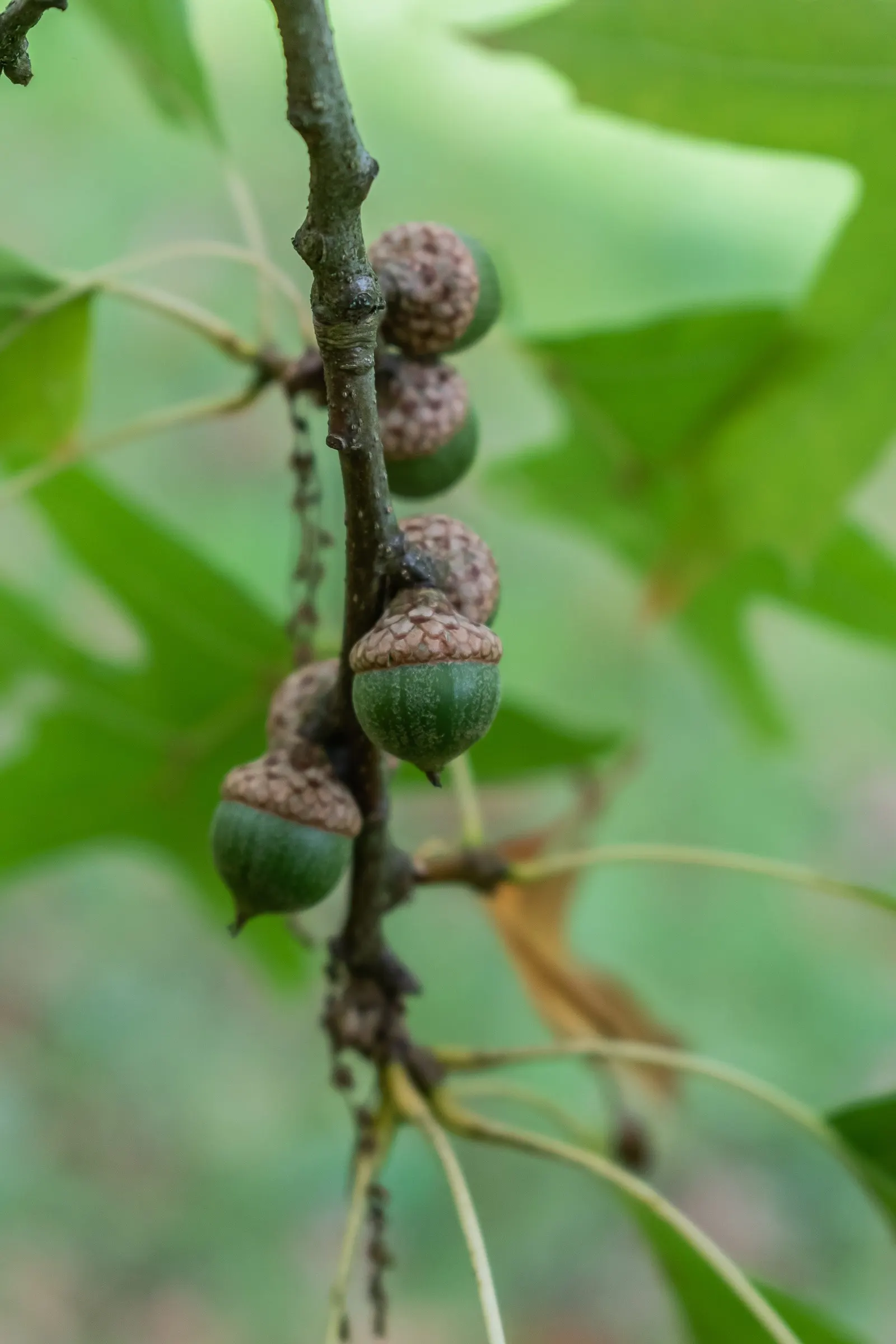 Pin Oak (Quercus Palustris) — Its pyramidal shape and glossy green leaves, which turn a rich red in fall, make it a striking choice; it is imperative to