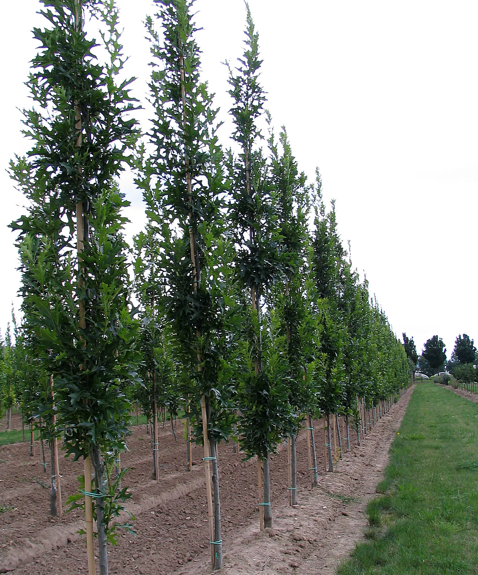 Pin Oak (Quercus Palustris) — renowned for its pyramidal growth habit in youth; follow these guidelines, and the Pin Oak will surely become a, image 46