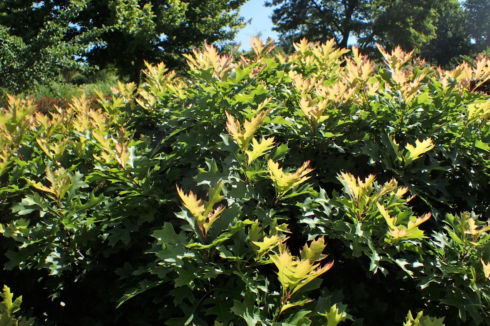 Pin Oak (Quercus Palustris) — The Pin Oak (Quercus palustris) is a deciduous tree reaching heights of 60-70 feet with a 25-40 foot spread