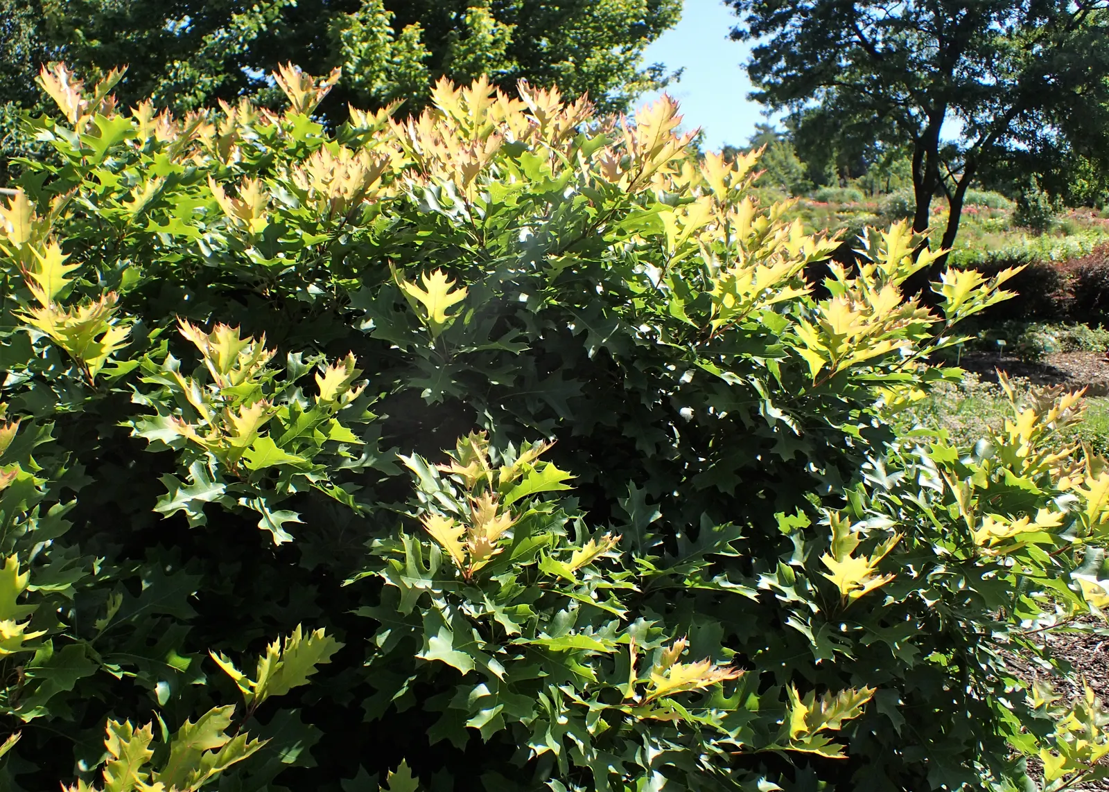 Pin Oak (Quercus Palustris) — Its dense branching and acorns attract wildlife, enhancing the ecological value of landscapes; is an exceptional, image 44