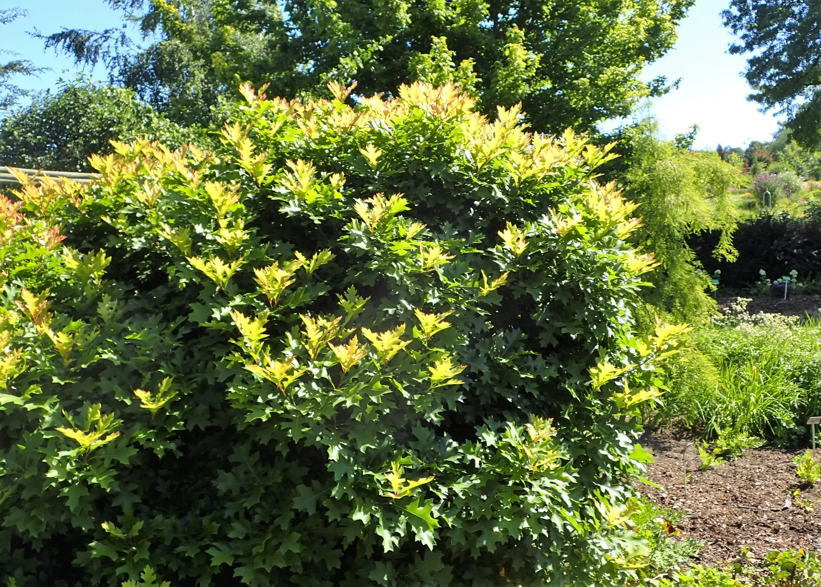 Pin Oak (Quercus Palustris) — This deciduous tree thrives in hardiness zones 4 through 8; with 5 to 7 deep lobes and bristle-tipped teeth, image 48
