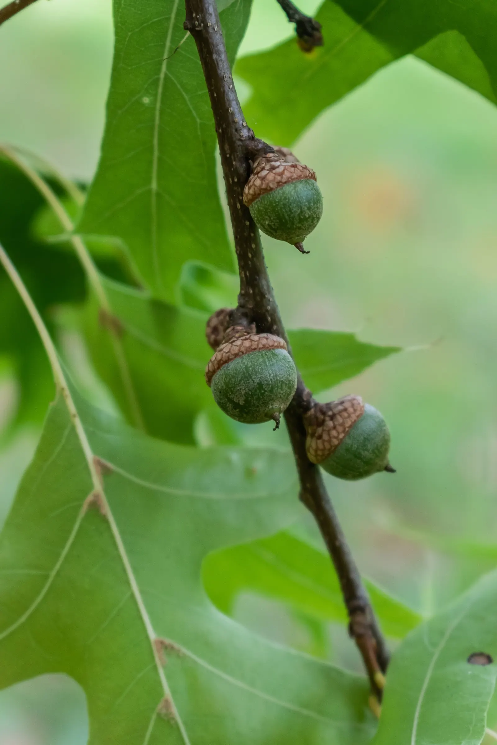 Pin Oak (Quercus Palustris) — Follow these guidelines, and the Pin Oak will surely become a majestic centerpiece in the designed landscape