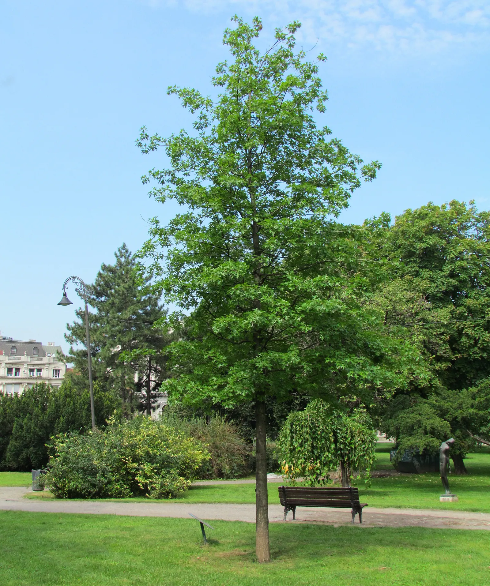 Pin Oak (Quercus Palustris) — making it suitable for a wide range of climates.<br><br>Growing at a moderate to fast rate; tree for full