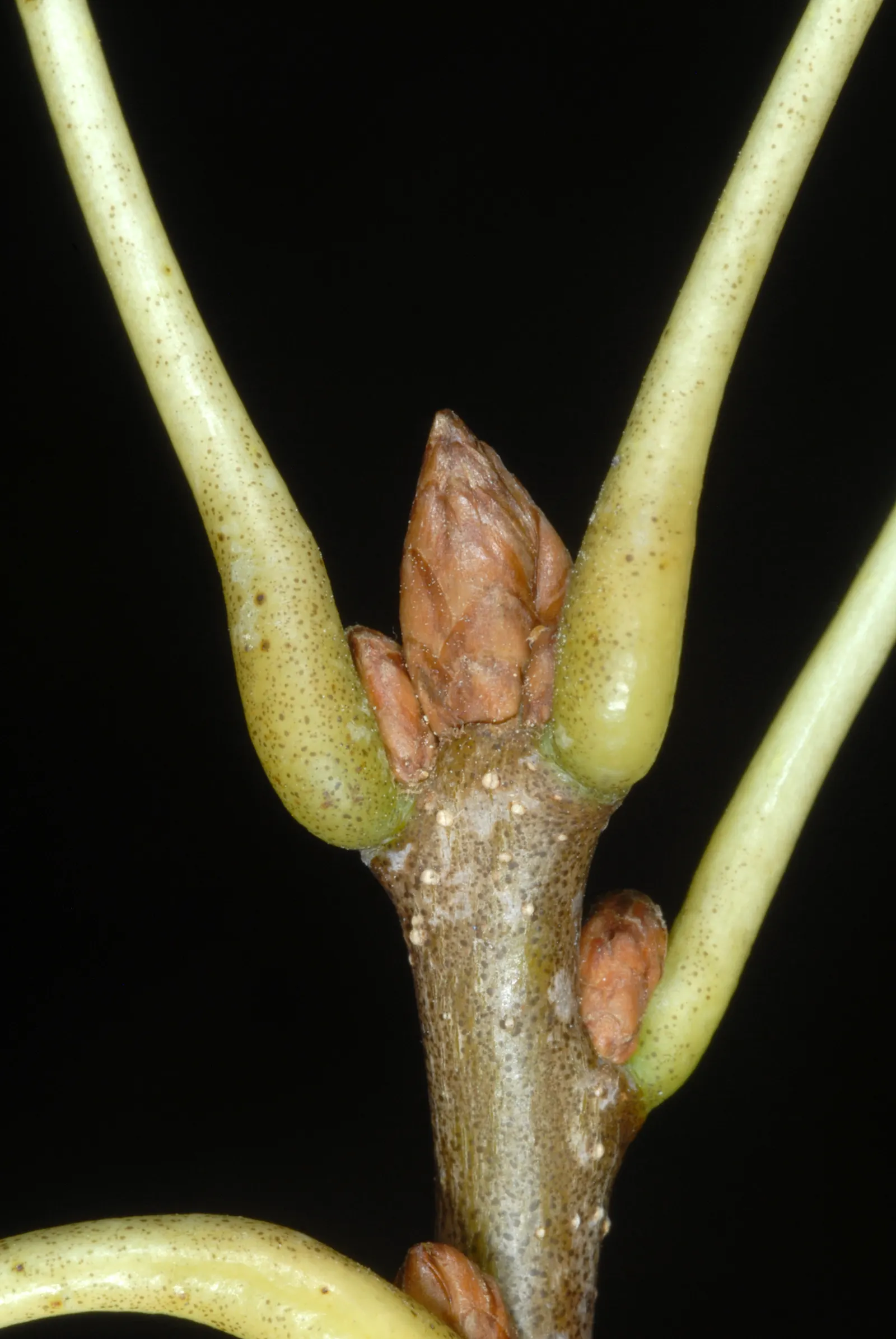 Pin Oak (Quercus Palustris) — Additionally, regular pruning may be necessary to raise the lower canopy and remove dead wood