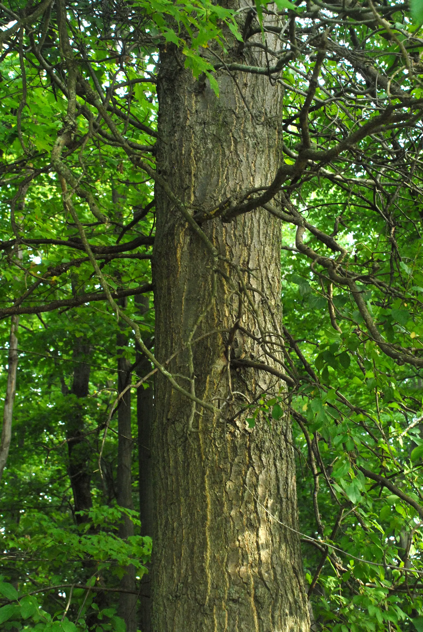Pin Oak (Quercus Palustris) — with 5 to 7 deep lobes and bristle-tipped teeth