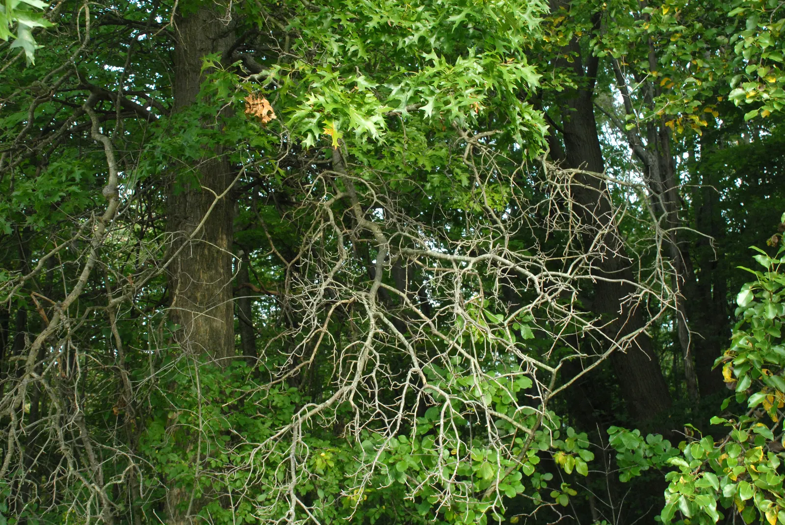 Pin Oak (Quercus Palustris) — turn a vibrant crimson to bronze in the fall; although it flourishes in slightly acidic