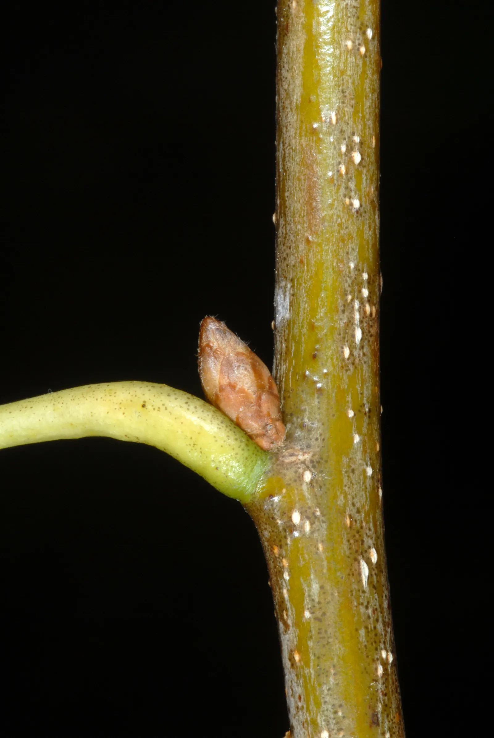 Pin Oak (Quercus Palustris) — The Pin Oak (Quercus palustris) is a deciduous tree reaching heights of 60-70 feet with a 25-40 foot spread; its dense branching