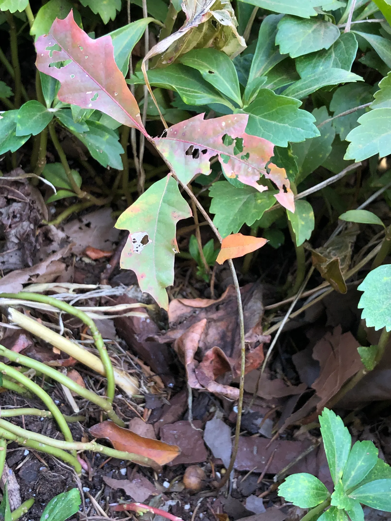 Pin Oak (Quercus Palustris) — tree for full; its lower branches tend to droop with age