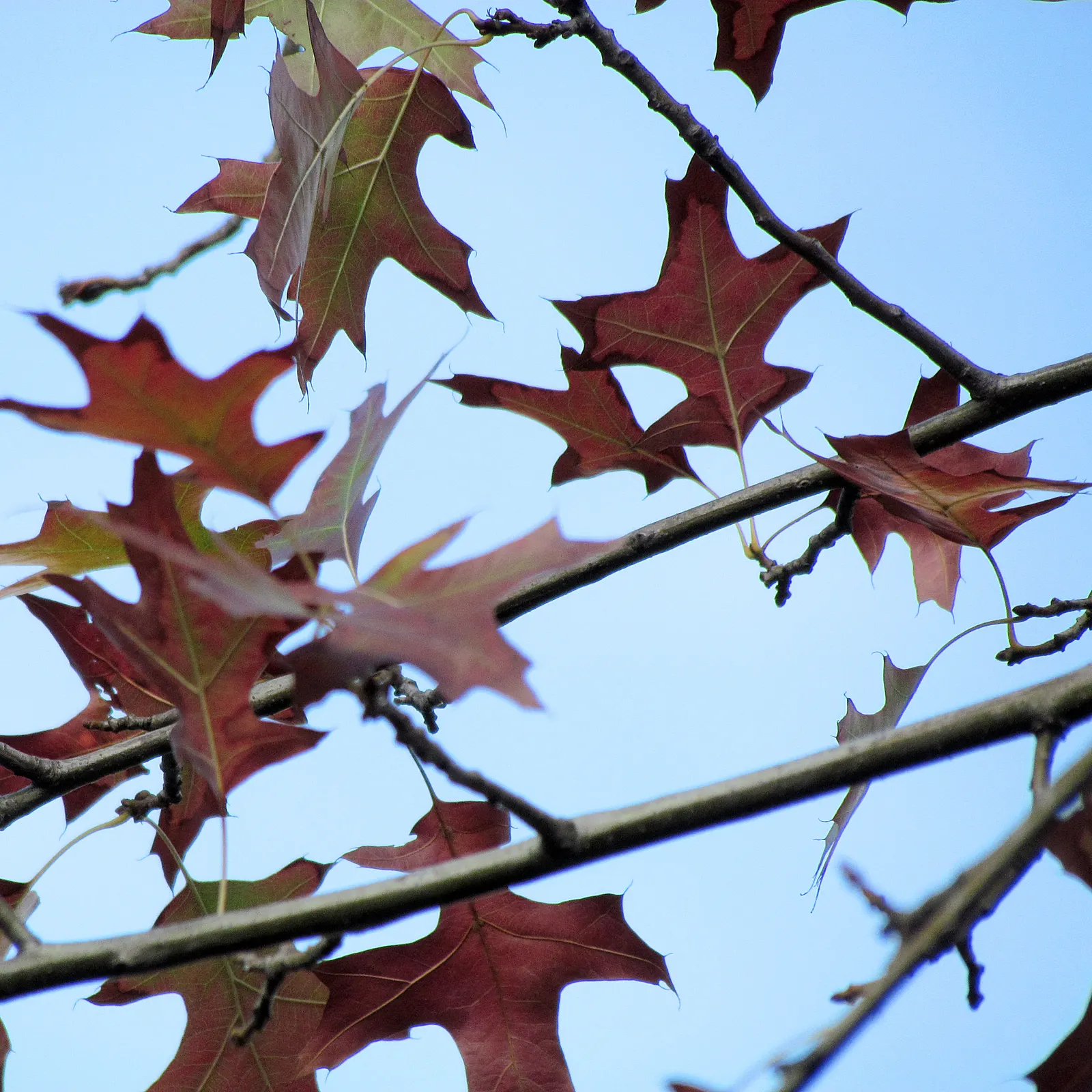 Pin Oak (Quercus Palustris) — the Pin Oak can achieve a height of 60 to 70 feet with a spread of 25 to 40 feet