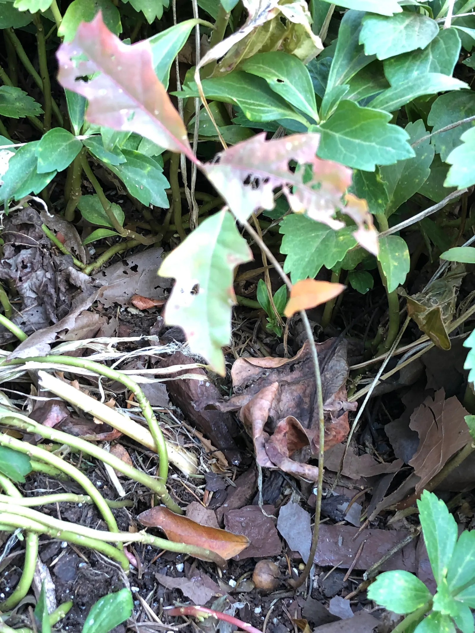 Pin Oak (Quercus Palustris) — renowned for its pyramidal growth habit in youth