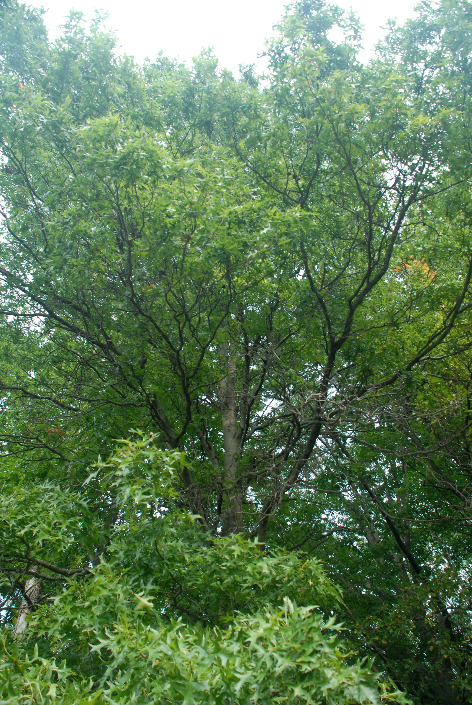 Pin Oak (Quercus Palustris) — Its dense branching and acorns attract wildlife, enhancing the ecological value of landscapes; is an exceptional choice for a