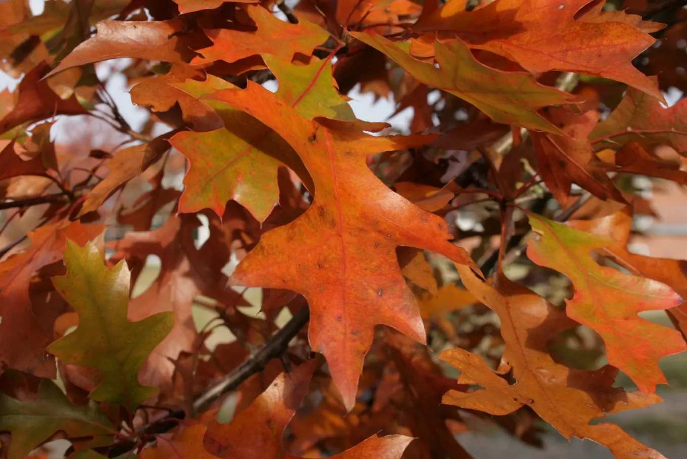 Pin Oak (Quercus Palustris) — with 5 to 7 deep lobes and bristle-tipped teeth; this deciduous tree thrives in hardiness zones 4 through 8